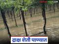 आठ दिवसांपासून आठ एकर द्राक्ष बाग पाण्यात; नुकसानभरपाईसाठी पंचनामे पण होईनात - Marathi News | Eight acres of vineyard under water for eight days; No panchnama for compensation | Latest agriculture News at Lokmat.com