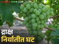 आंतरराष्ट्रीय बाजारपेठेत द्राक्षपंढरी सांगली जिल्ह्यातील द्राक्ष निर्यातीत घट - Marathi News | Draksha Pandhari Decline in export of grapes from Sangli district in the international market | Latest agriculture News at Lokmat.com