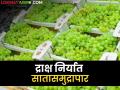 Agriculture News : नाशिक जिल्ह्यात द्राक्षांचे क्षेत्र वाढलं, फळपिकांसोबत आंबा लागवड वाढली, वाचा सविस्तर  - Marathi News | Latest News Nashik district, cultivation of mango crop increased along with grape crop | Latest agriculture News at Lokmat.com