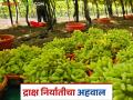 Draksh Niryat : सांगली जिल्ह्यातून कोणत्या देशात किती द्राक्षांची निर्यात; वाचा सविस्तर - Marathi News | Draksh Niryat : How many grapes are exported from Sangli district to which country; Read in detail | Latest agriculture News at Lokmat.com