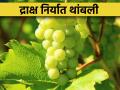 Grape Export : अवकाळी पावसाचा फटका, द्राक्षांची निर्यात थांबली, नाशिकमधून विदेशात जाणाऱ्या कंटेनर्सला ब्रेक  - Marathi News | Grape Export: Hit by unseasonal rains, exports of grapes stopped, containers going abroad from Nashik were broken | Latest agriculture News at Lokmat.com