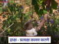Grape Farming : द्राक्ष बागेत कलम करण्याची योग्य पद्धत समजून घेऊया, वाचा सविस्तर  - Marathi News | Latest news Grape Farming Let's understand correct method of grafting in grape farm, read in detail | Latest agriculture News at Lokmat.com