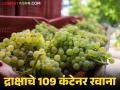 Nashik Grape Export : नाशिकहुन रशिया, मलेशियासाठी द्राक्षाचे 109 कंटेनर रवाना, काय भाव मिळाला?  - Marathi News | Latest News Nashik Grape Export 109 containers of grapes sent from Nashik to Russia, Malaysia see market price | Latest agriculture News at Lokmat.com