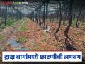 Grape Farmers : द्राक्ष बागांमध्ये छाटणीची लगबग; अतिवृष्टीत थांबलेले हात आता पुन्हा कामात व्यस्त - Marathi News | latest news Grape Farmers: Pruning is in full swing in the vineyards; Hands that were stopped due to heavy rain are now busy with work again | Latest agriculture News at Lokmat.com