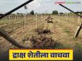 Draksha Sheti : द्राक्ष शेतीला तारण्यासाठी आता हवी सामूहिक प्रयत्नांची गरज - Marathi News | Draksha Sheti : Collective efforts are now needed to save grape farming | Latest agriculture News at Lokmat.com