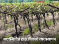 सद्यस्थितीत द्राक्ष पिकात पाणी आणि खत व्यवस्थापन कसे करावे? वाचा सविस्तर - Marathi News | How to manage water and fertilizer in grape crop at present? Read in detail | Latest agriculture News at Lokmat.com