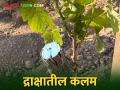 Grape Grafting द्राक्षात खुंट रोपावर कसे केले जाते कलम - Marathi News | Grape Grafting: How to grafting is done on a grape rootstock | Latest agriculture News at Lokmat.com