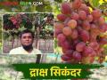 व्यापाऱ्याला लागली शेतीची गोडी; दुष्काळी जतमधून क्रिमसन सिडलेस द्राक्षाची युरोप, दुबईची वारी - Marathi News | The trader interest in farming; Crimson seedless grape variety export to Europe & Dubai from droughty Jat Taluka | Latest agriculture News at Lokmat.com