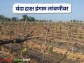 पाण्याअभावी आठ हजार एकर क्षेत्रातील द्राक्ष बागांची एप्रिल छाटणी थांबली - Marathi News | April pruning of eight thousand acres of vineyards stopped due to lack of water | Latest agriculture News at Lokmat.com