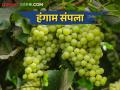 Grape Market द्राक्षाचा हंगाम अंतिम टप्प्यात; प्रतिकिलो कसा मिळतोय दर - Marathi News | Grape Market The grape season is in its final stages; How to get price per kg | Latest agriculture News at Lokmat.com