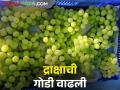 बाजारपेठेत द्राक्ष मालाची मागणी वाढली; कसा मिळतोय बाजारभाव - Marathi News | Market demand for grapes increased; How is the market price? | Latest agriculture News at Lokmat.com