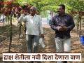 पलूसच्या माळी बंधूंनी द्राक्ष शेतीत रचला इतिहास; कॅलिफोर्नियातील 'या' द्राक्ष वाणाची ५० एकरावर यशस्वी शेती - Marathi News | Palouse's Mali brothers create history in grape farming; Successful cultivation of 'this' grape variety in California on 50 acres | Latest agriculture News at Lokmat.com
