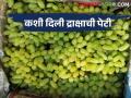हंगाम अंतिम टप्प्यात असतानाच द्राक्षाच्या दरामध्ये तेजी; काय मिळतोय बाजारभाव - Marathi News | A boom in grape prices just as the season is in its final stages; What is the market price? | Latest agriculture News at Lokmat.com