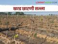 Grape Pruning पाणीटंचाईच्या संकटाने द्राक्ष बागांची खरड छाटणीची कामे रखडली; कधी करावी लागते छाटणी? - Marathi News | A water crisis halted pruning of vineyards; When should pruning be done? | Latest agriculture News at Lokmat.com