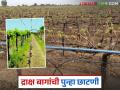 द्राक्षबागांना अवकाळीचा फटका, शेतकऱ्यांनी द्राक्षबागा पुन्हा छाटल्या; होणार का फायदा? - Marathi News | Unseasonal weather hits grape orchards, farmers prune grapes again; will it benefit? | Latest agriculture News at Lokmat.com