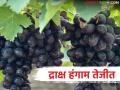 द्राक्ष हंगामासोबतच बेदाणा निर्मितीलाही सुरवात; बेदाण्याच्या द्राक्षांना काय मिळतोय दर? - Marathi News | Along with the grape harvest, raisins production also begins; What price are raisins grapes getting? | Latest agriculture News at Lokmat.com