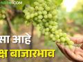 द्राक्षांना काय मिळतोय भाव? जाणून घ्या आजचे बाजारभाव  - Marathi News | Latest News 05 feb today's grapes market price in maharashtra | Latest agriculture News at Lokmat.com