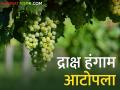 घाटमाथ्यावर द्राक्ष हंगाम अंतिम टप्प्यात; कसा मिळतोय बाजारभाव - Marathi News | The grape season is in its final stages; How did you get the market price? | Latest agriculture News at Lokmat.com