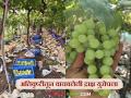 Grape Export : अतिवृष्टीतून वाचवलेली द्राक्ष युरोपच्या बाजारात; 'इतके' रुपये दर मिळाला?  - Marathi News | Latest News Grape Export Grapes saved from heavy rains exported to Europe by nashik farmer | Latest agriculture News at Lokmat.com
