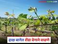 Shenda Vadh : तुमच्याही द्राक्ष बागेत शेंडा वाढ जास्त प्रमाणात होतेय, जाणून घ्या नेमकं कारण अन् उपाय  - Marathi News | Latest News Grape farming Causes and solutions for growth of canopy in grape farm | Latest agriculture News at Lokmat.com