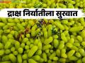 सांगली जिल्ह्यातून ४०५ टन द्राक्ष निर्यात; आखाती देश व युरोपमध्ये प्रतिकिलो काय मिळतोय दर? - Marathi News | 405 tons of grapes exported from Sangli district; What is the price per kg in Gulf countries and Europe? | Latest agriculture News at Lokmat.com