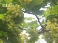 अवकाळी पावसाचा द्राक्षबागांना फटका - Marathi News | Untimely rains hit Grapes Garden | Latest sangli News at Lokmat.com