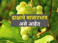 सध्या लोकल मार्केटमध्ये द्राक्षाला किती बाजारभाव मिळतोय? - Marathi News | today's grape market price in local market | Latest agriculture News at Lokmat.com