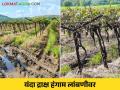 द्राक्षबागांत छाटणी खोळंबली तर छाटलेल्या द्राक्षबागा वांझ.. उत्पन्न ७० टक्क्यांनी घटणार - Marathi News | Pruning stopped in grape orchard due to rain Yield will decrease by 70 percent | Latest agriculture News at Lokmat.com