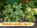 Grape Export : राज्यात हा जिल्हा निर्यातक्षम द्राक्षांमध्ये अग्रेसर युरोपियन देशातील बाजारपेठ केली काबीज - Marathi News | Grape Export : This district is the leader in exportable grapes in the state captured the market in European countries | Latest agriculture News at Lokmat.com
