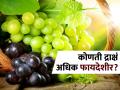 हिरवी की काळी, कोणत्या रंगाची द्राक्षं आरोग्यासाठी जास्त फायदेशीर असतात? - Marathi News | Black or green which grapes are most beneficial for health | Latest sakhi News at Lokmat.com