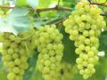द्राक्ष घडांना पेपर आच्छादन लावण्याच्या कामाला वेग - Marathi News |  Speed up the paper cover for grape clusters | Latest nashik News at Lokmat.com