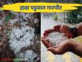 सांगली जिल्ह्यात गारपिटीसह मुसळधार पाऊस द्राक्षबागा, खरिपाच्या पिकांचे मोठे नुकसान - Marathi News | Heavy rains with hailstones in Sangli district caused major damage to grape orchards and Kharif crops | Latest agriculture News at Lokmat.com