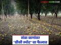 Greasy Spot Disease : संत्रा शेतीचं गणित बिघडणार? कारण आहे 'ग्रीसी स्पॉट' वाचा सविस्तर - Marathi News | latest news Greasy Spot Disease: Will the math of orange farming go wrong? The reason is 'Greasy Spot' Read in detail | Latest agriculture News at Lokmat.com