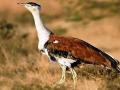वरोरा परिसरातील माळढोक मोजतोय अखेरच्या घटका - Marathi News | only one indian bustard seen in warora tehsil after 2019 | Latest chandrapur News at Lokmat.com