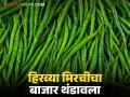 Green Chili Market : हिरव्या मिरची मार्केट अपडेट : मिरची उत्पादक शेतकऱ्यांचे 'हॉट' पीक आता थंडावले - Marathi News | latest news Green Chili Market: Green Chili Market Update: The 'hot' crop of chili farmers has now cooled down | Latest agriculture News at Lokmat.com