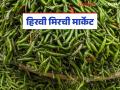 Green Chilli Market: हिरवी मिरची दबावात; काय आहे कारण जाणून घ्या सविस्तर - Marathi News | Green Chilli Market: latest news Green chillies are under pressure; Know the reason in detail | Latest agriculture News at Lokmat.com