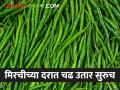 Green Chilli Market हिरव्या मिरचीच्या दरात चढ उतार सुरूच; वाचा काय मिळतोय दर - Marathi News | Green Chilli Market Price of green chilli continues to fluctuate; Read what rates are available | Latest agriculture News at Lokmat.com
