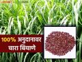 Fodder Seeds On Subsidy : शंभर टक्के अनुदानावर दुभत्या पशुधनासाठी मिळणार चारा बियाणे; 'येथे' करा अर्ज - Marathi News | Fodder Seeds On Subsidy : Fodder seeds for dairy livestock on hundred percent subsidy; Apply 'here' | Latest agriculture News at Lokmat.com