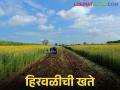 हिरवळीच्या खतांना शेतीत गाडूया, मातीला समृद्ध करूया - Marathi News | Let's plant green manures in agriculture, enrich the soil | Latest agriculture News at Lokmat.com