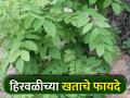 हिरवळीच्या खतांमुळे जमिनीला होतोय सेंद्रिय खतांचा पुरवठा - Marathi News | Green manures supply organic fertilizers to the soil | Latest agriculture News at Lokmat.com