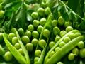 हिरव्या वाटाण्याचे 'हे' फायदे तुम्हाला नक्कीच माहीत नसतील... - Marathi News | Health and beauty benefits of green peas or hirava vatana | Latest food News at Lokmat.com