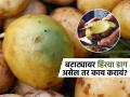 बटाट्याचा थोडा भाग हिरवा असेल तर तो कापून बाकीचा बटाटा खाल्ला तर काय बिघडतं? डॉक्टर सांगतात, काय होतं.. - Marathi News | Green potatoes eating to harmful for health doctors explain how and why | Latest sakhi News at Lokmat.com