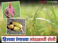 काळा, लाल, नीळा, जांभळा आणि आता हिरव्या रंगाच्या तांदळाची शेती होतेय पनवेलमध्ये; काय आहे प्रयोग? - Marathi News | Black, red, blue, purple and now green rice is being cultivated in Panvel; What is the experiment? | Latest agriculture News at Lokmat.com