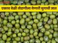 एकाच वेळेस शेंगा पक्वतेला येणारी मुगाची नवीन जात - Marathi News | A new variety of green gram mung bean with one time harvesting | Latest agriculture News at Lokmat.com