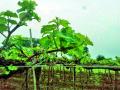 पावसामुळे द्राक्षबागा धोक्यात - Marathi News |  Due to rain the threat of grapefruit | Latest nashik News at Lokmat.com