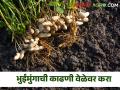 Crop Management : भुईमुंगाची काढणी कधी करावी? स्टेप बाय स्टेप समजून घ्या, वाचा सविस्तर  - Marathi News | Latest News When to harvest groundnut read in detail | Latest agriculture News at Lokmat.com