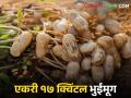 Success Story आधुनिक तंत्रज्ञानाचा वापराने भुईमुगाचे विक्रमी उत्पादन  - Marathi News | Record production of groundnut using modern technology  | Latest agriculture News at Lokmat.com