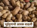 Groundnut Market : भुईमुग बाजार तेजीत; कसा मिळतोय दर ते वाचा सविस्तर - Marathi News | latest news Groundnut Market: Groundnut market is booming; Read in detail how the price is being obtained | Latest agriculture News at Lokmat.com