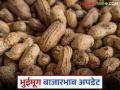 Groundnut Market : 'या' बाजारात भुईमूगाची आवक घटली; दरात सुधारणा वाचा सविस्तर - Marathi News | latest news Groundnut Market: Groundnut arrivals in 'this' market decreased; Read details on price revision | Latest agriculture News at Lokmat.com