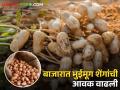Groundnut Market बाजारात भुईमूग शेंगाची आवक वाढली; प्रतिक्विंटलचे दर पोहोचले ६ हजारांवर - Marathi News | Inflow of groundnut increased in the market; The price per quintal reached 6 thousand | Latest agriculture News at Lokmat.com